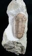 Kainops Trilobite - Black Cat Mountain #9388-4